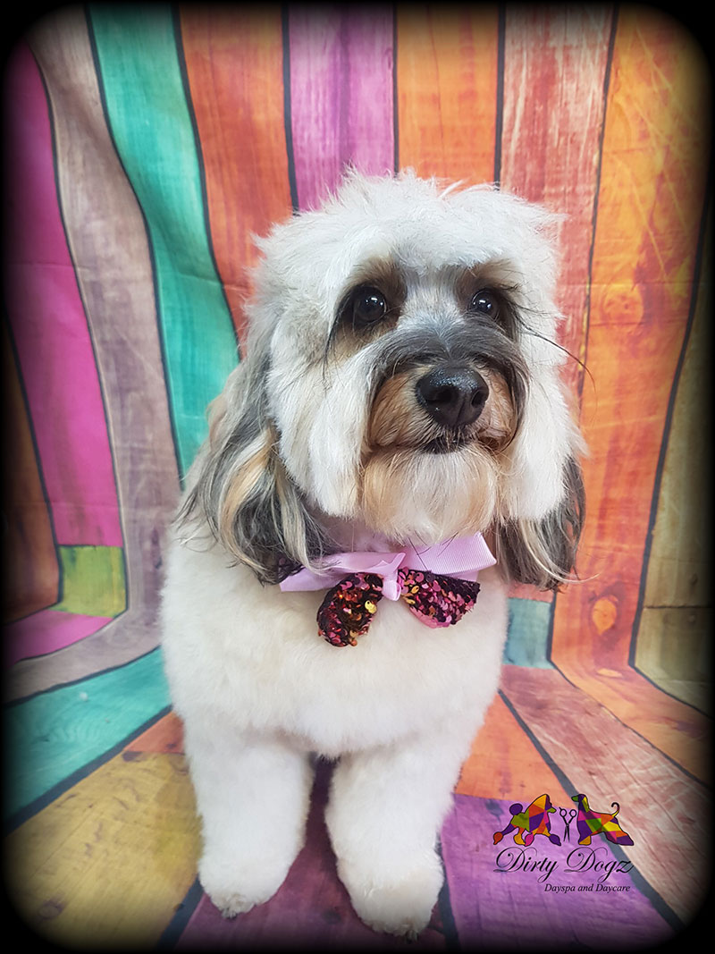 Dogz daycare deals