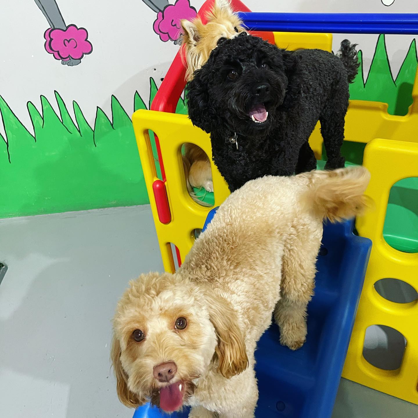 Services – Pricing | Dirty Dogz Dayspa & Daycare